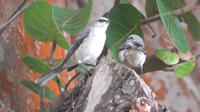 Mockingbird, Tropical 1