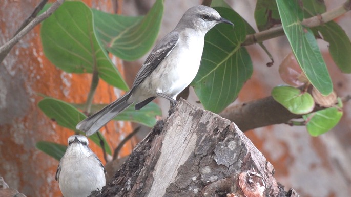 Mockingbird, Tropical 2