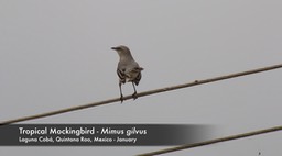 Mockingbird, Tropical