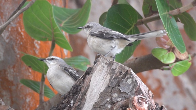 Mockingbird, Tropical