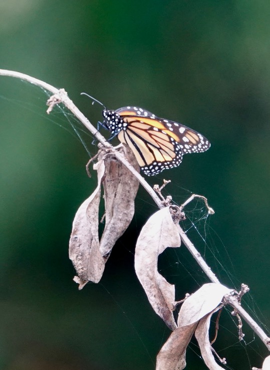 Monarch, Danaus plexippus megalippe i1