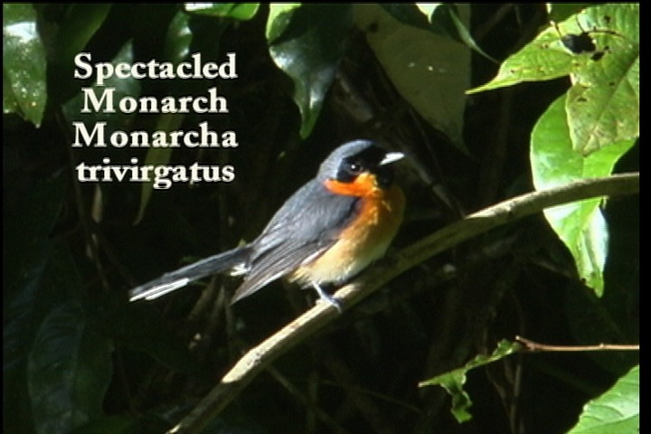 Monarch, Spectacled 2