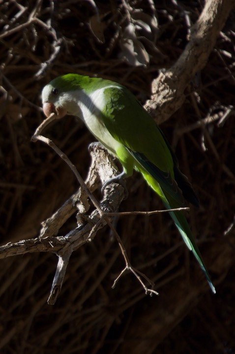 Pantanal, Brazil