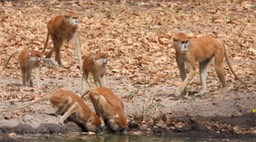 Monkey, Patas - Senegal 1