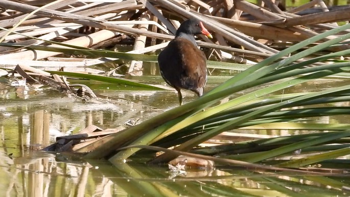 Moorhen, Common 2