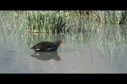 Moorhen, Common 7