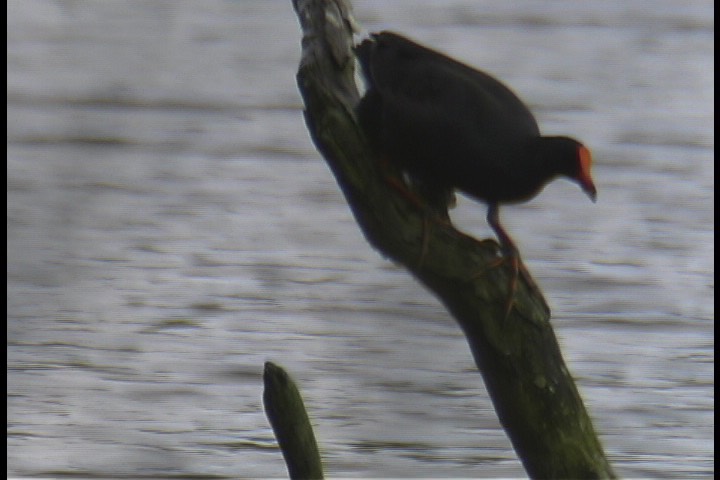 Moorhen, Dusky 2