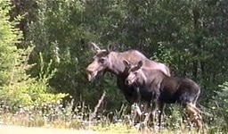 Moose 2