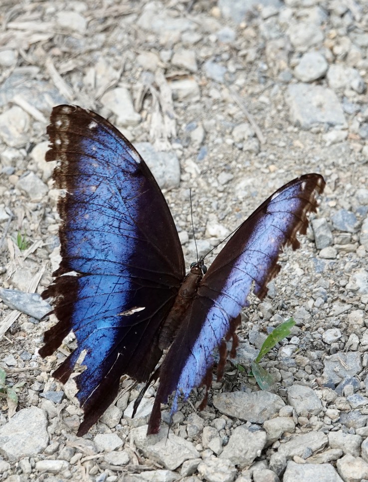 Morpho 2