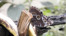 Morpho helenor macrophthalmus (Cerro Montezuma, Colombia)