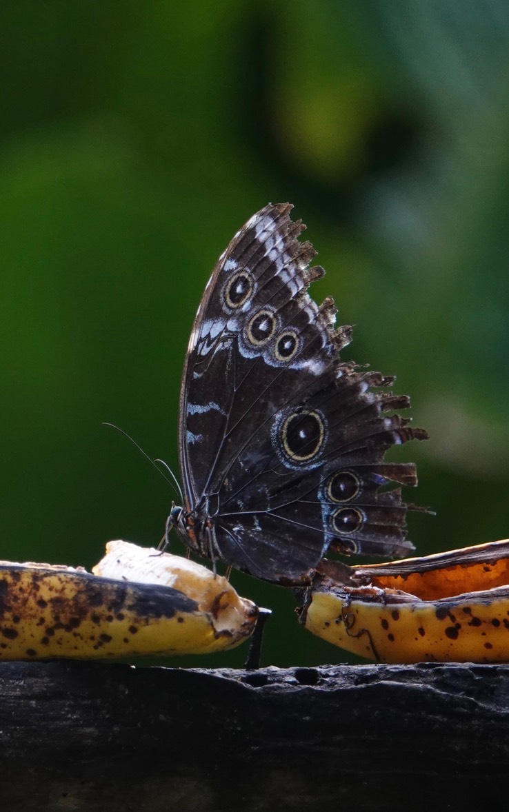 Morpho1