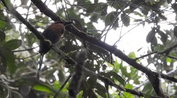 Motmot, Broad-billed (Cerro Montezuma, Colombia)