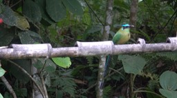 Motmot, Highland (Cerro Montezuma, Colombia)