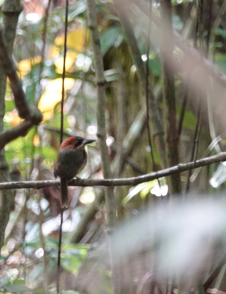 Motmot, Tody. Hylomanes momotula2