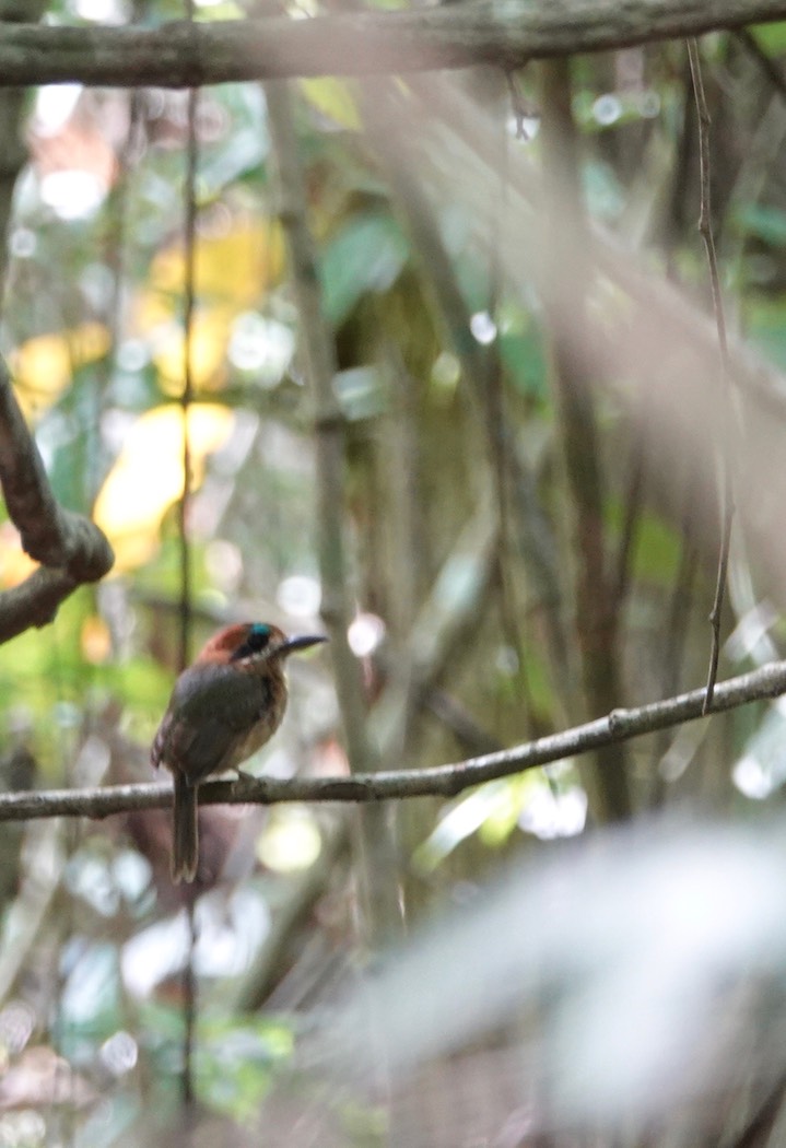 Motmot, Tody. Hylomanes momotula3