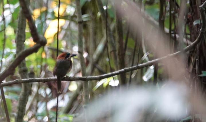 Motmot, Tody. Hylomanes momotula