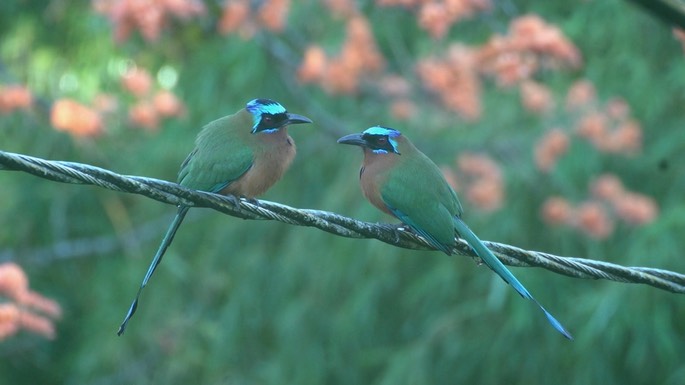 Motmot, Trinidad 1