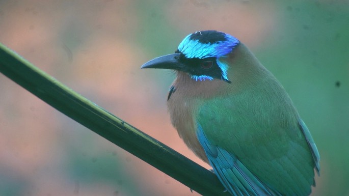 Motmot, Trinidad 2