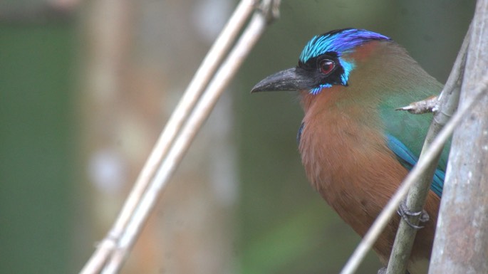 Motmot, Trinidad