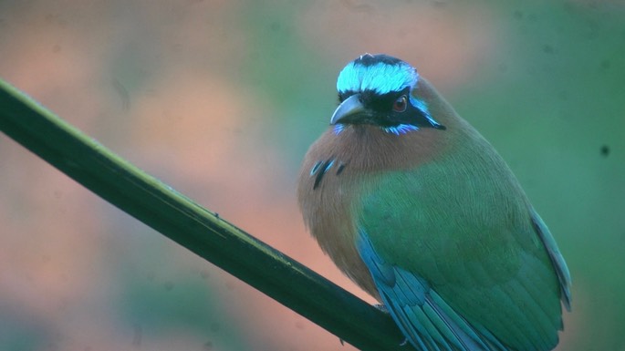 Motmot, Trinidad 3