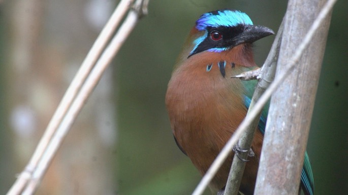 Motmot, Trinidad 4