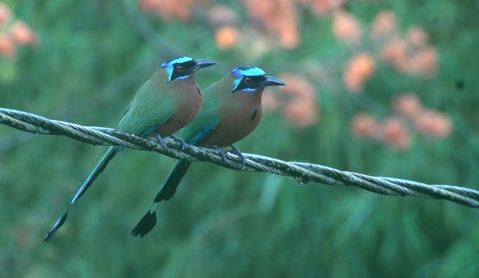 Motmot, Trinidad 5