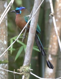 Motmot, Trinidad 6