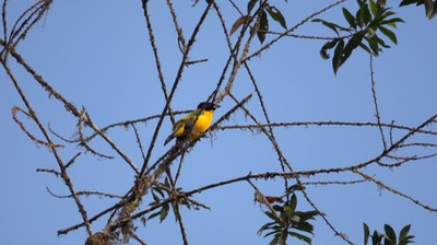 Mountain-Tanager, Black-chinned (Colombia)