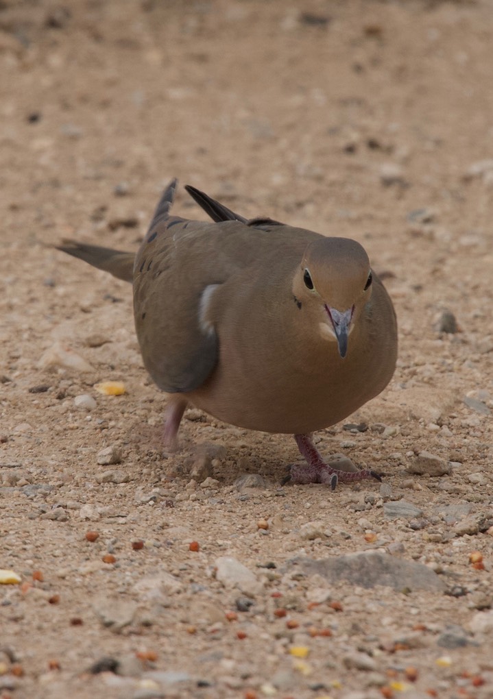 Mourning Dove Tucson 3