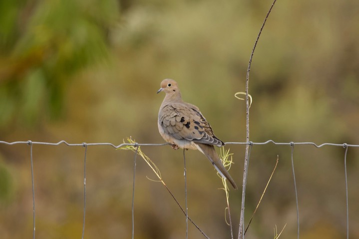 Mourning Dove Tucson