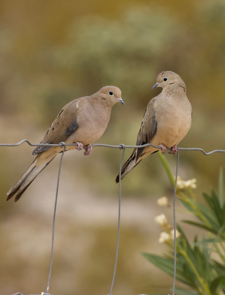 Mourning Dove Zenaida macroura marginella5