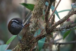 Munchique Wood-Wren1