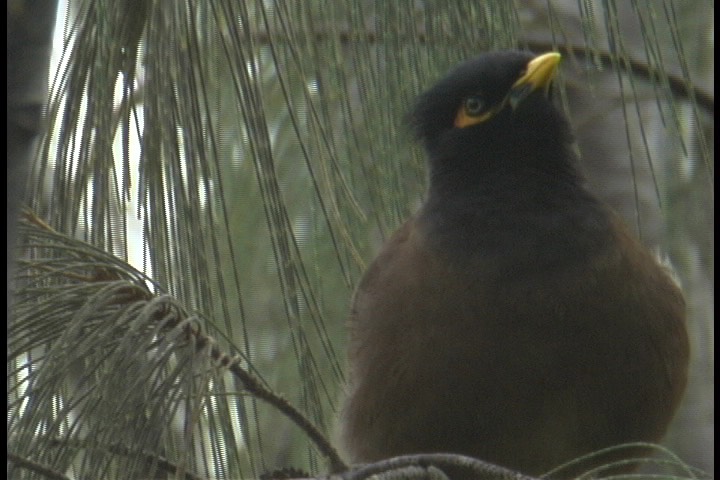 Myna, Common 1