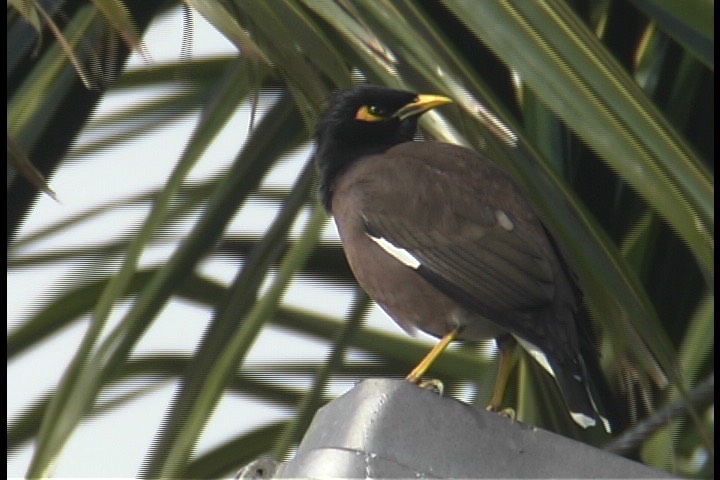 Myna, Common 2