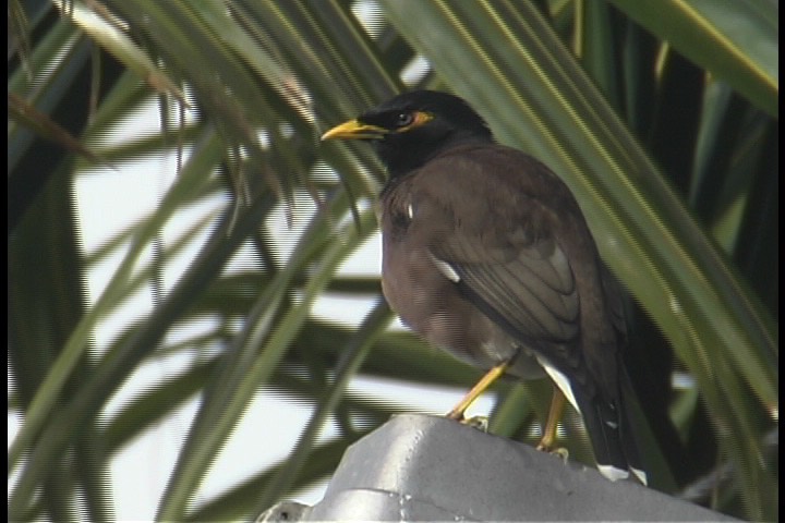 Myna, Common 3