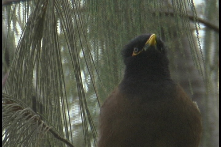 Myna, Common 4