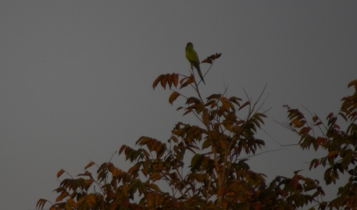 Nanday Parakeet, Aratinga nenday1