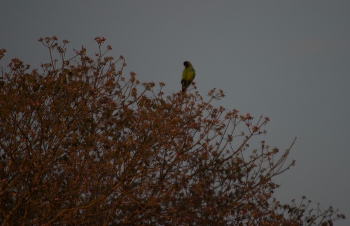 Nanday Parakeet, Aratinga nenday2