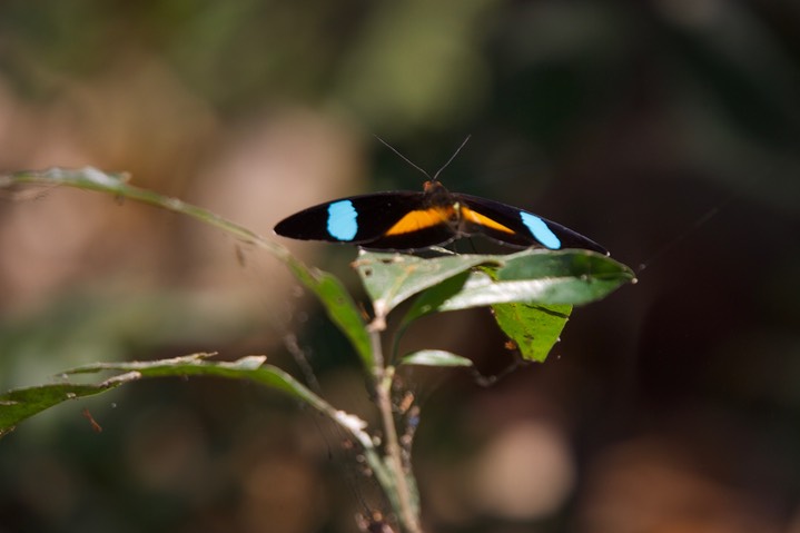 Nessaea obrinus, Bates' Olivewing1