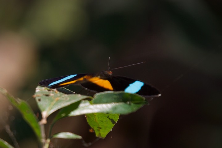 Nessaea obrinus, Bates' Olivewing2