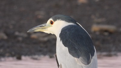 Night-Heron, Black-crowned - Baja California Sur a