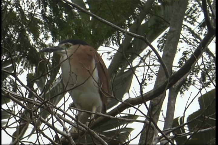 Night-Heron, Nankeen 1