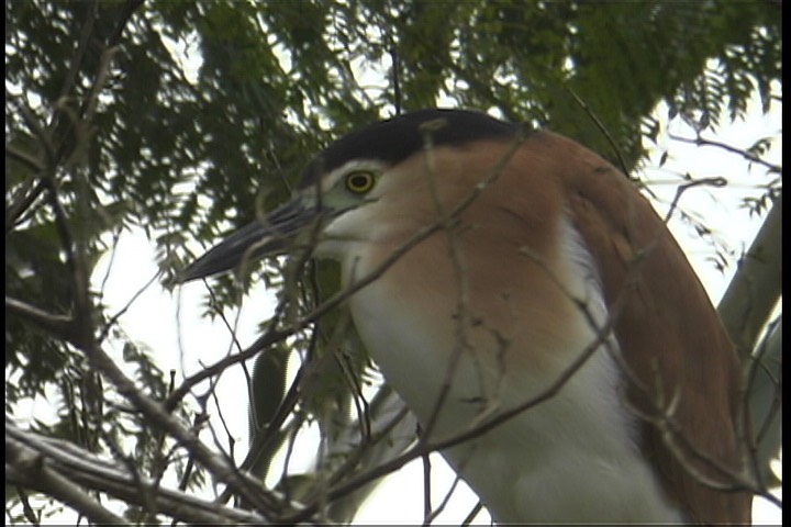 Night-Heron, Nankeen 3