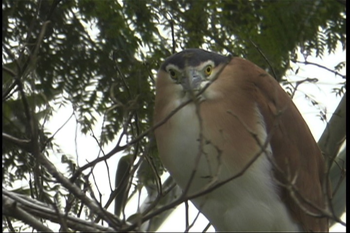 Night-Heron, Nankeen 4