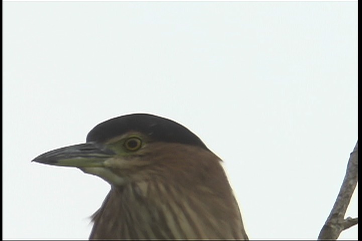 Night-Heron, Nankeen 5