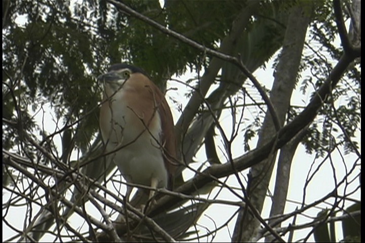 Night-Heron, Nankeen 6