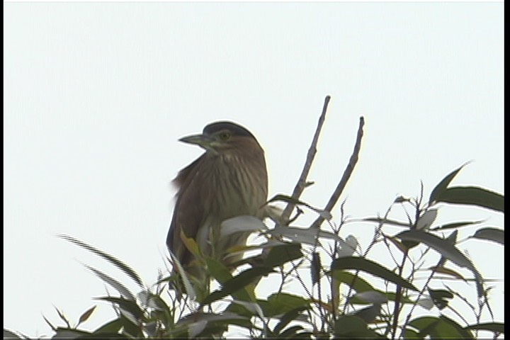 Night-Heron, Nankeen 7