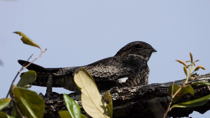 Nighthawk, Common (Belize 2021) a