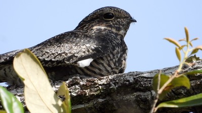 Nighthawk, Common (Belize 2021) b