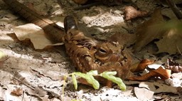 Nightjar, Long-tailed 1